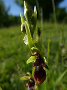 Ophrys insectifera