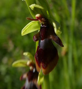 Ophrys insectifera