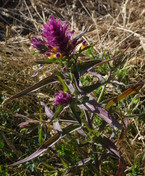 Melampyrum cristatum