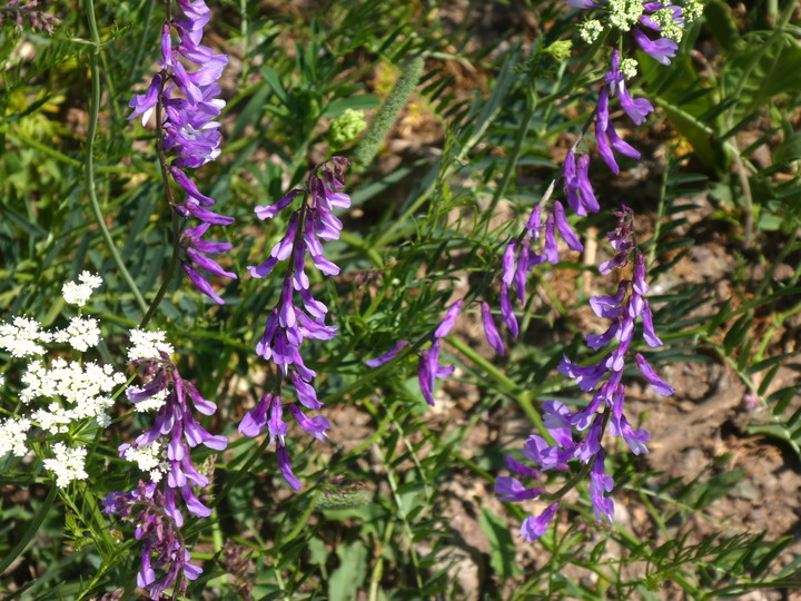 Vicia tenuifolia