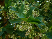 Euonymus europaeus