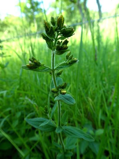 Hypericum hirsutum