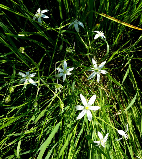 Ornithogalum divergens