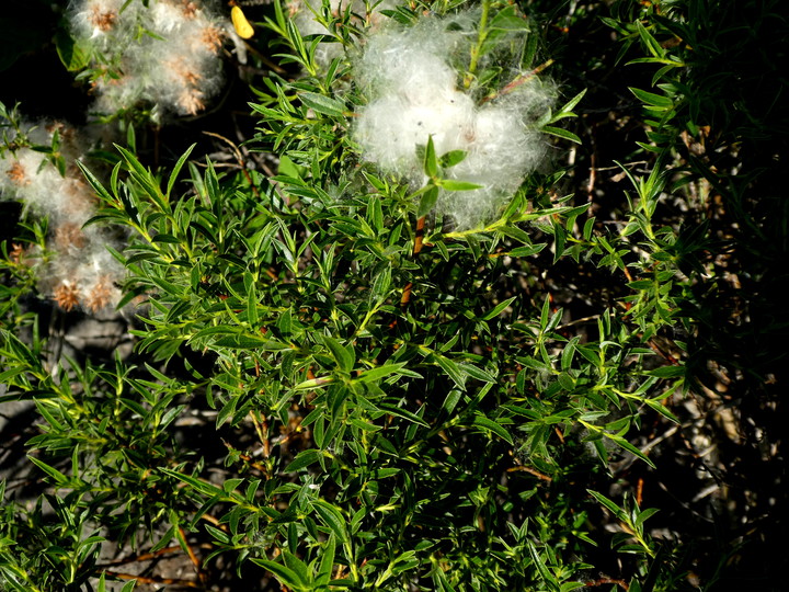 Salix repens subsp. rosmarinifolia