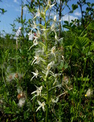 Plathanthera bifolia ssp. latifolia