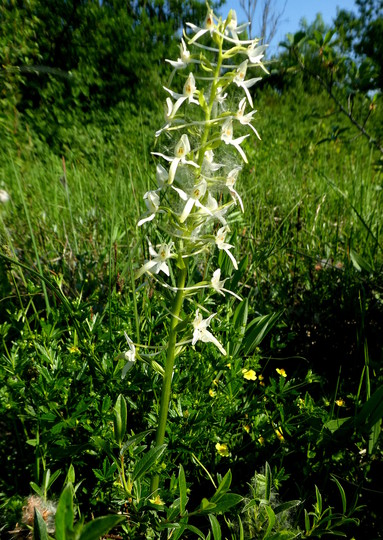 Plathanthera bifolia ssp. latifolia