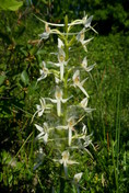 Plathanthera bifolia ssp. latifolia