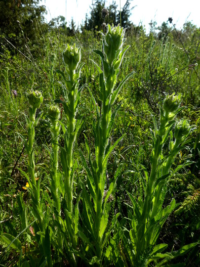 Campanula cervicaria