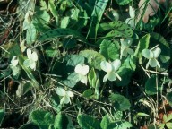 Viola alba