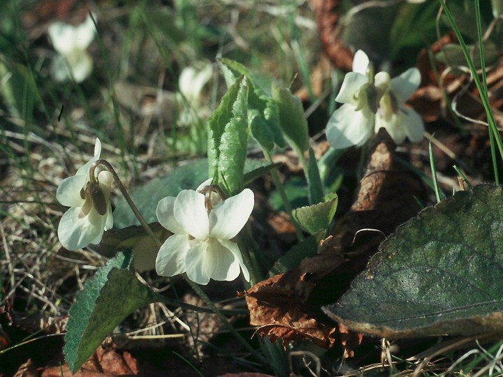 Viola alba