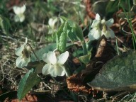 Viola alba