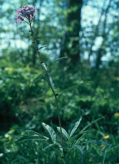 Dentaria bulbifera