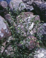 Lithospermum officinale