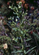 Lithospermum officinale