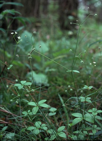 Galium rotundifolium