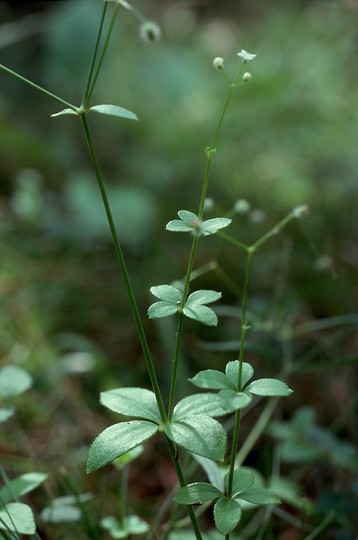 Galium rotundifolium