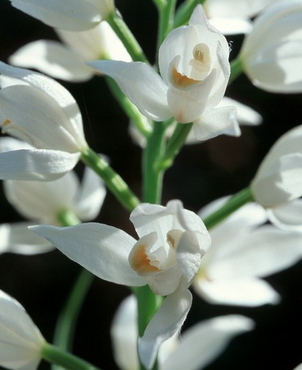 Cephalanthera longifolia