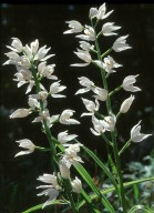 Cephalanthera longifolia