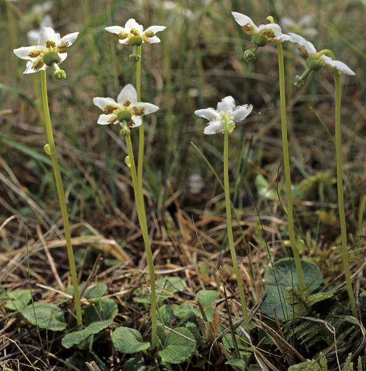 Moneses uniflora