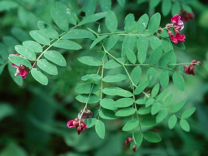 Lathyrus niger