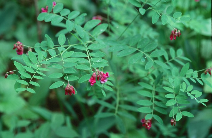 Lathyrus niger