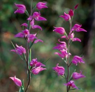 Cephalanthera rubra