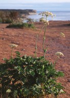 Laserpitium latifolium