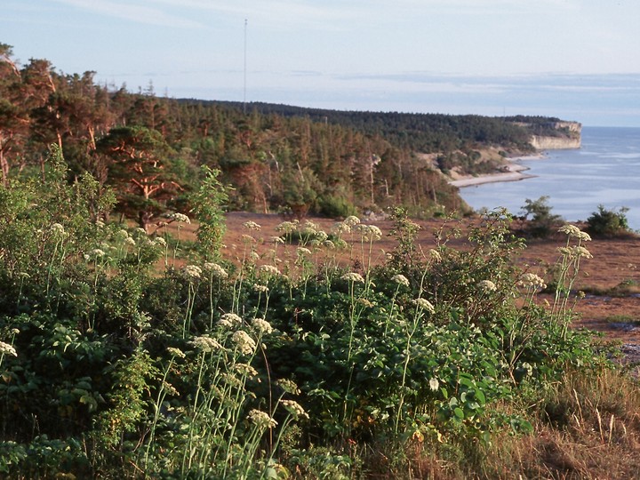 Laserpitium latifolium