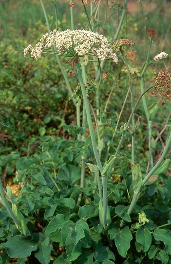 Laserpitium latifolium