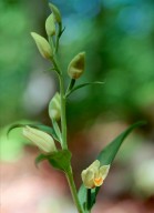 Cephalanthera damasonium