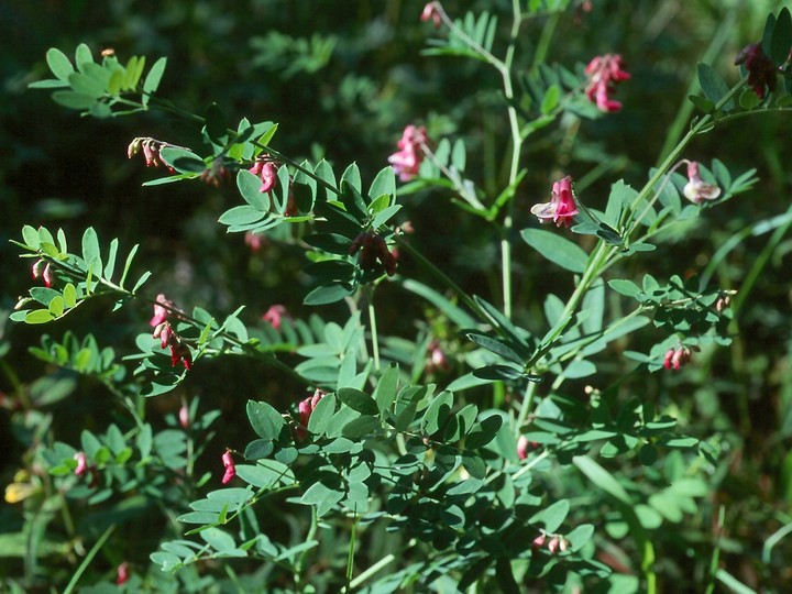 Lathyrus niger