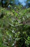 Lithospermum officinale