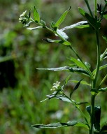 Lithospermum officinale