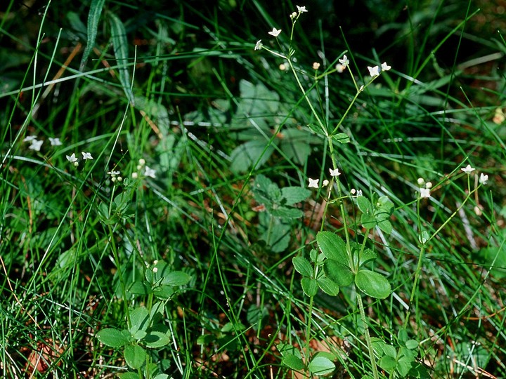 Galium rotundifolium