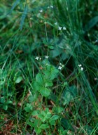 Galium rotundifolium