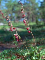 Epipactis atrorubens