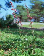 Epipactis atrorubens