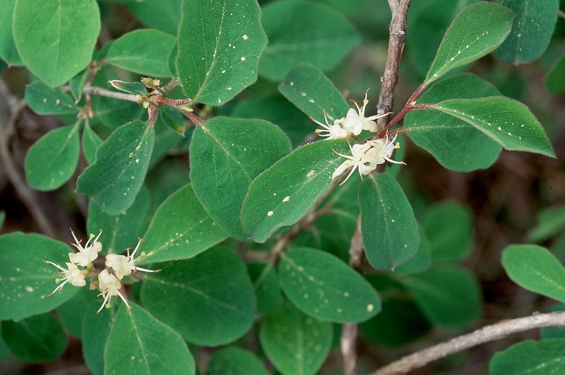 Lonicera xylosteum