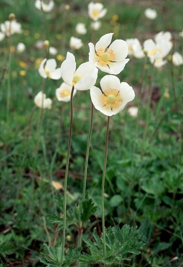 Anemone sylvestris