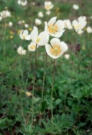 Anemone sylvestris