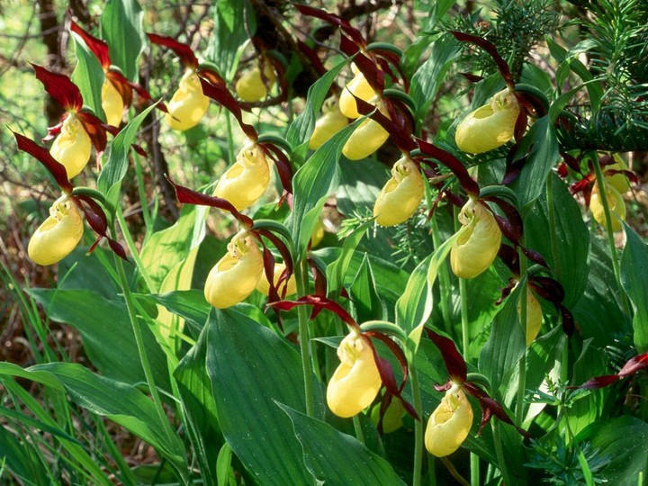 Cypripedium calceolus