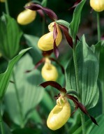 Cypripedium calceolus