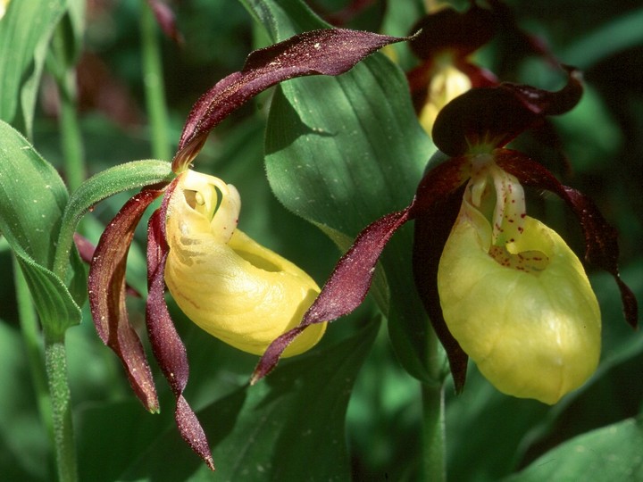 Cypripedium calceolus