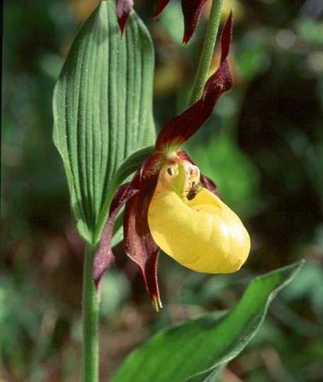 Cypripedium calceolus