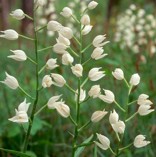 Cephalanthera longifolia