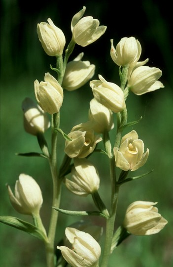 Cephalanthera damasonium