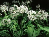 Allium ursinum