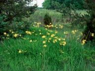 Heterocallis lilioasphodelus