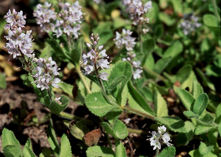 Veronica officinalis