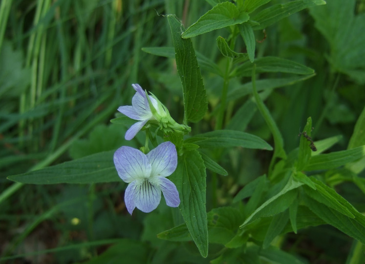 Viola elatior